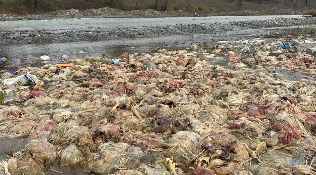 TAVUK ÇİFLİĞİNE KAPATMA KARARI VERİLDİ.