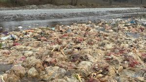 TAVUK ÇİFLİĞİNE KAPATMA KARARI VERİLDİ.