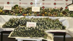 ALAPLI’DA İKİ KİŞİ UYUŞTURUCU OPERASYONU: 2 GÖZALTI