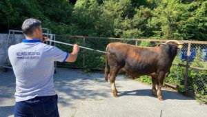 KURBAN PAZARI DENETLENDİ, KURBAN YAKALAMA TİMİ KURULDU